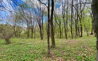 Teren cu suprafata de 10.000 mp I Faget - Poză 3