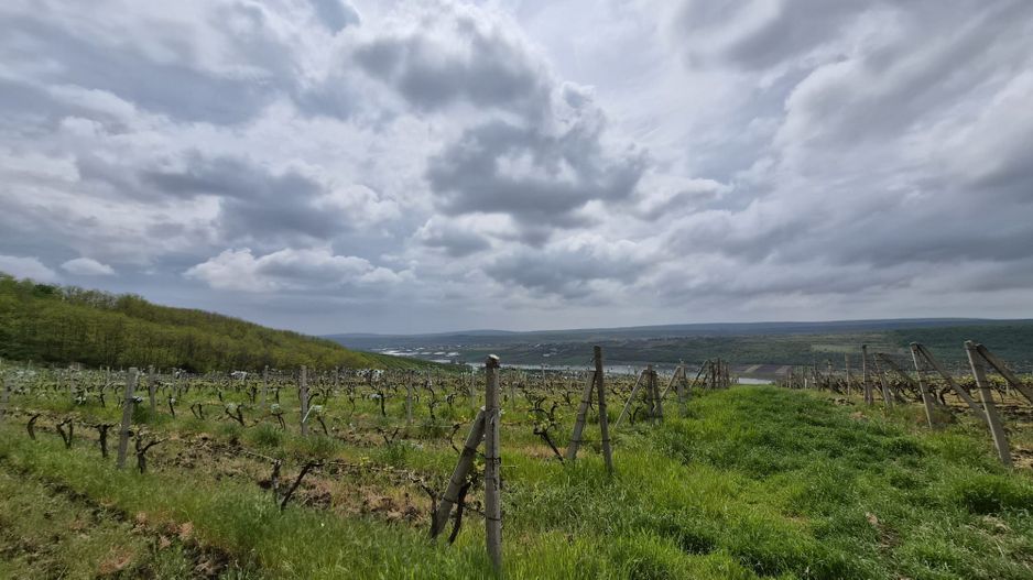 Vie Moldova - Poză 3