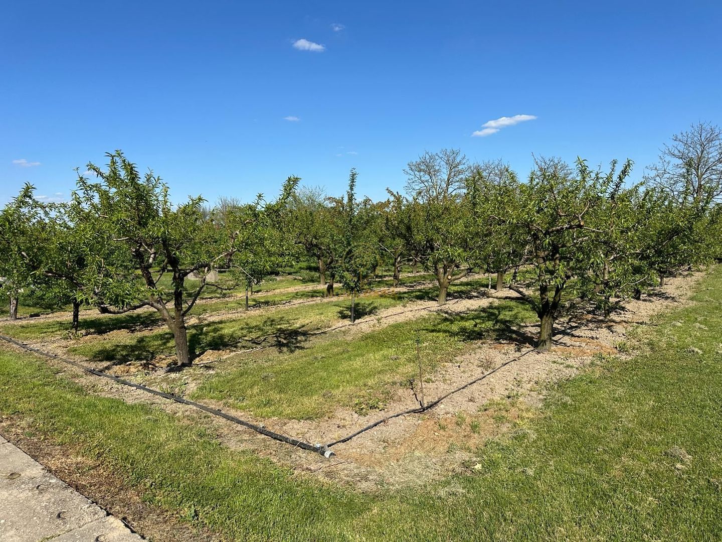 De vanzare Teren 20000MP cu sere/solarii și plantații - Poză 2