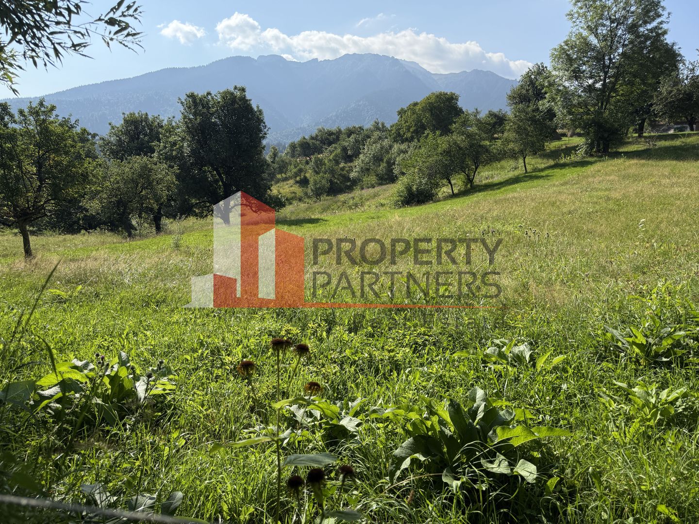 Teren Sohodol 5000 mp - Poză 6