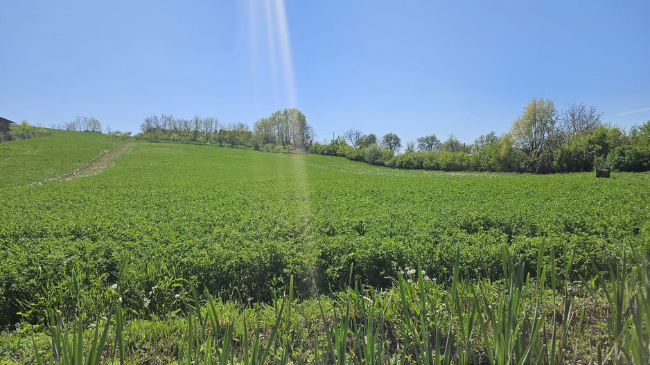 Vanzare teren intravilan, Calinesti, toate utilitatile - Poză 5