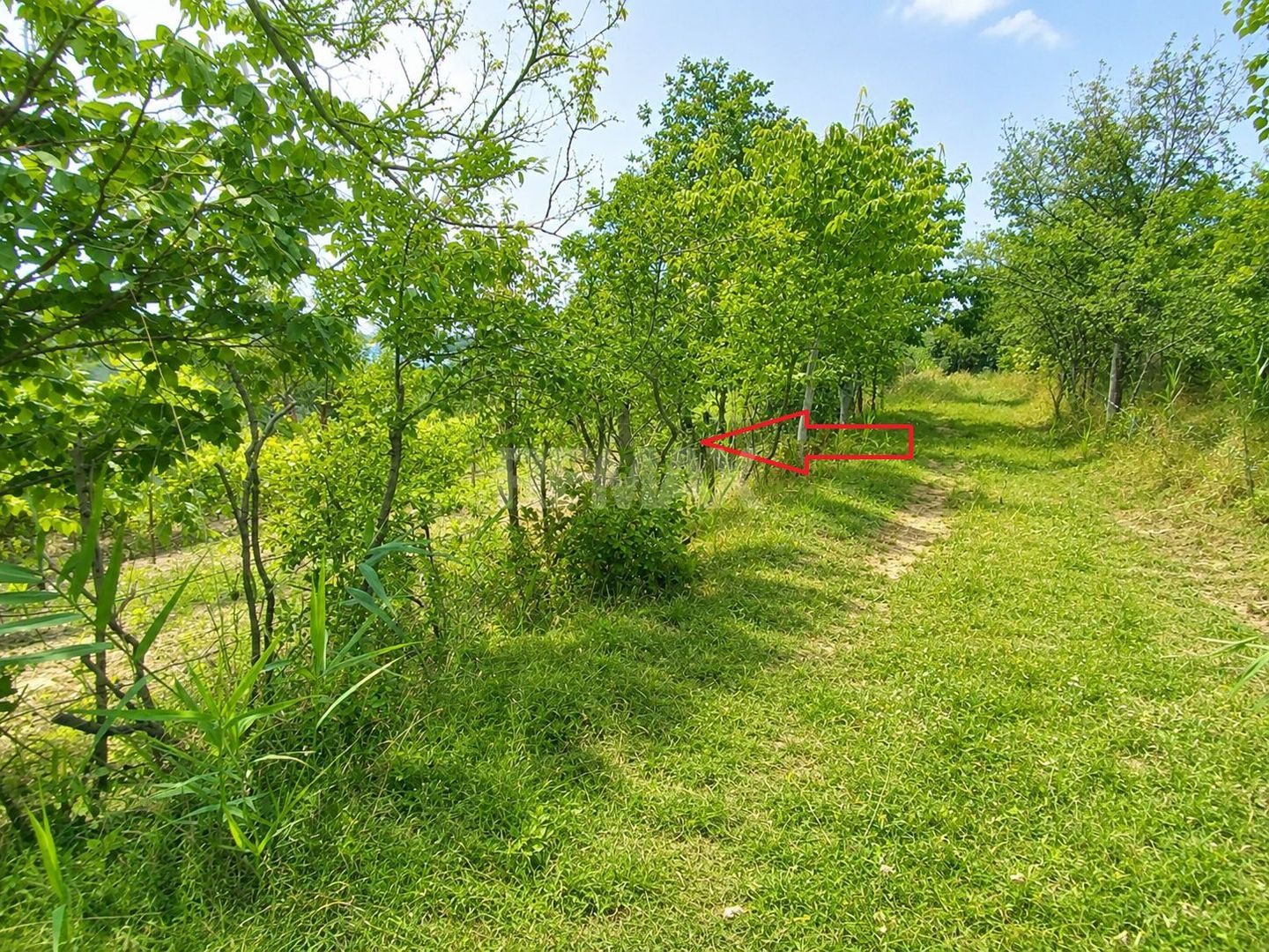 Lot pomiol în Sângera | Î.P. „Roadă Bună” | Zonă Locuită - Poză 6