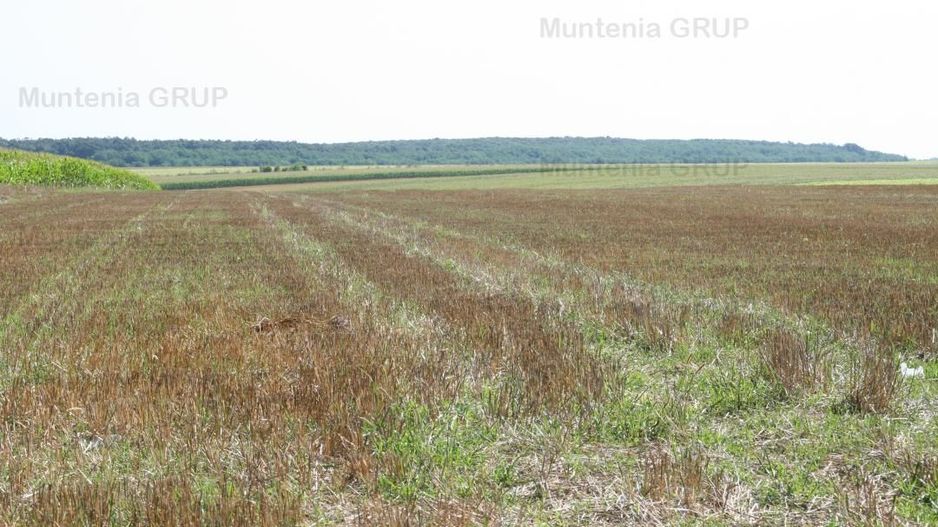 Belciugatele - laga Complexul Turistic Valea Iazurilor, 19720 mp. cu deschidere la balta - Poză 8