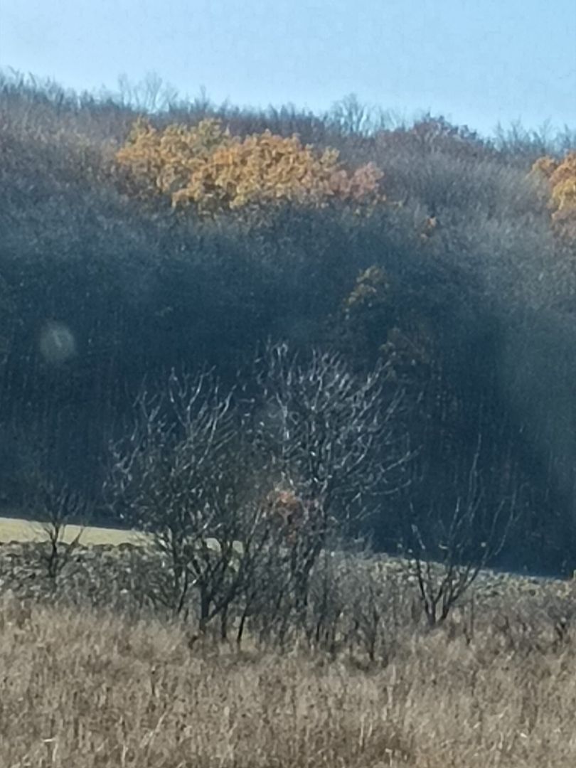 Teren langa Padure Dragomirna 40 Ari ISuceava/Dragomirna I 65.000Euro - Poză 3