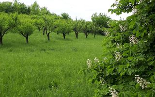 Teren de vanzare - Extravilan - 4288mp - Gusterita - 0% Comision - Poză 4