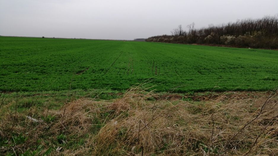 Teren extravilan localitatea Afumati - Poză 5