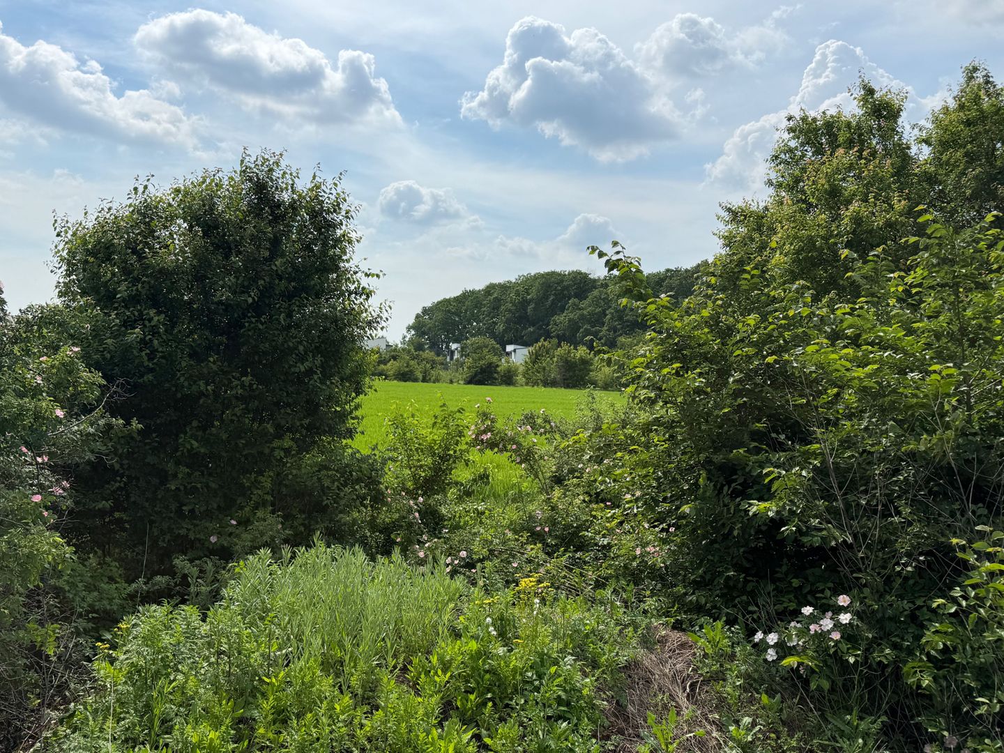 Teren intravilan 498,02 mp langa pădure , strada privata Corbeanca - Poză 6