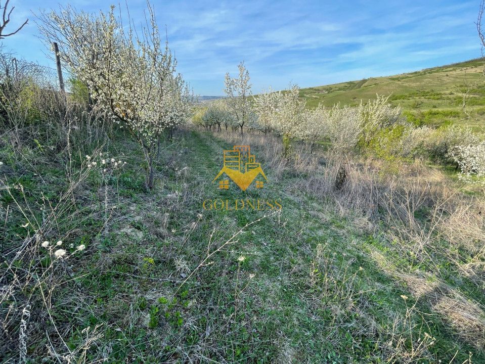 Tren Soporului Intravilan ,5500 MP Utilitati,  Oportunitate - Poză 8