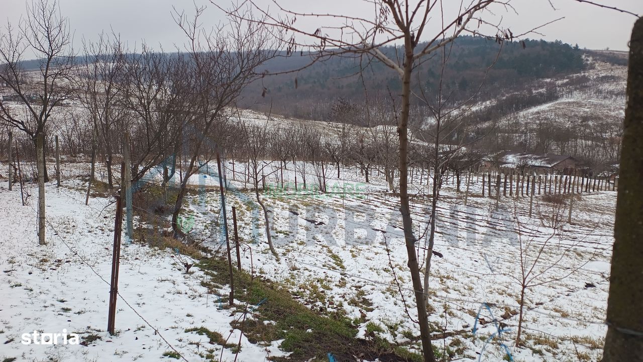 Teren intravilan 704 mp, acces asfaltat, priveliste Padurea Breazu - Poză 5