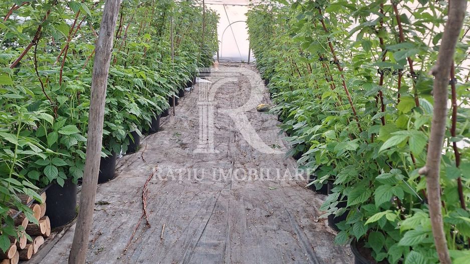 Afacere agricolă la cheie | Plantație afine | Solarii | 18.800 mp - Poză 5