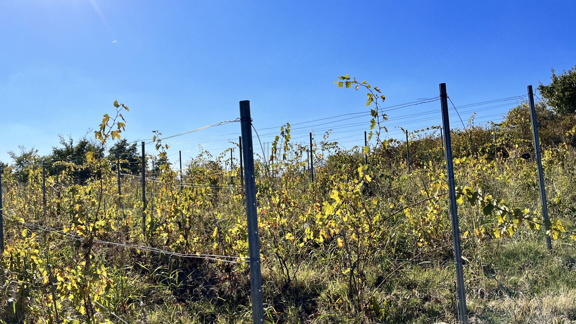 14Ha podgorie, livada pomi fructiferi, si conac 3000mp - Poză 4