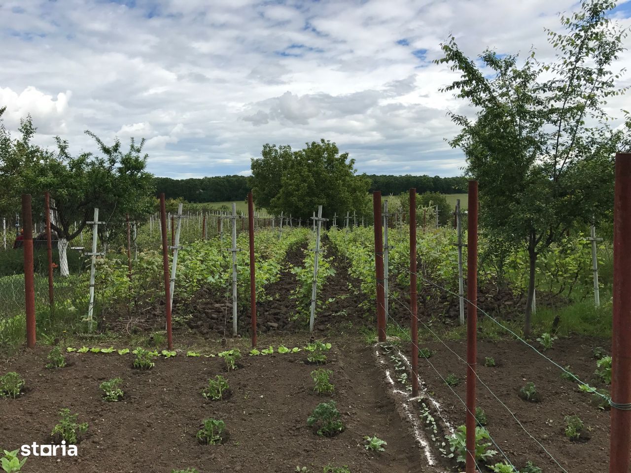 Proprietar - Casa Moara Vlasiei - Teren 1750mp - Poză 4