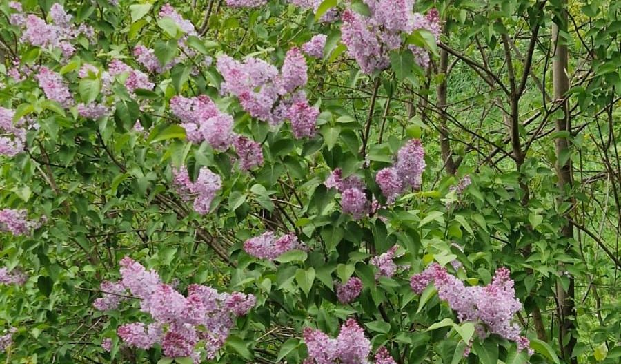 Comision 0 - Apartament în vilă, spațios, priveliște spre cabana Postăvaru - Poză 29