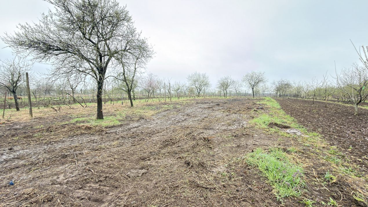 De vânzare 2 Case de vinificație cu Teren 4108 mp - Grădina Viilor - Carei - Poză 10