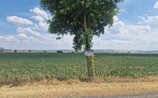 Teren agricol la sosea, pretabil si ptr constructii industriale - Poză 5