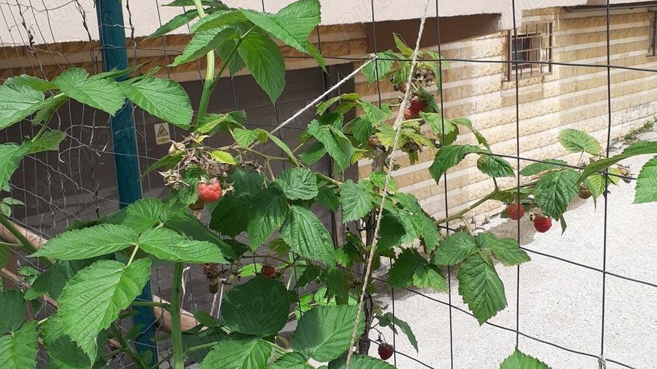 Apartament de vanzare | 2 camere | Sisesti - Poză 7