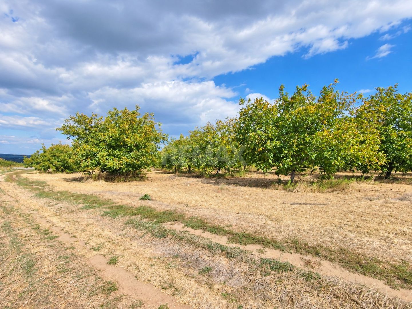 LIVADĂ DE NUCI – 24,5 HA | ȚÎNȚĂRENI, ANENII NOI - Poză 10