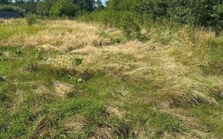 Casă tradițională cu anexă, beci și teren de 5700 mp, deschidere la drum principal, învecinată cu pădurea Bârnova, localitatea Pădureni, com. Grajduri, la 19 km de Iași - Poză 2
