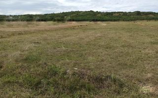 TEREN INTRAVILAN 5000 mp-ideal case,hale-Livezile PRET PROMO! - Poză 1