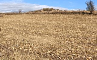 Teren extravilan in Sura Mare - Poză 2