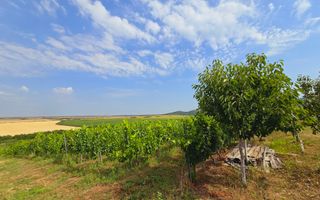 Vie Tradițională „Halta Lupilor” - Poză 21