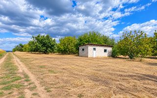 LIVADĂ DE NUCI – 24,5 HA | ȚÎNȚĂRENI, ANENII NOI - Poză 5