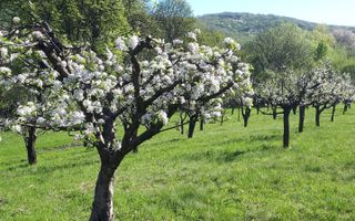 Teren de vanzare - Extravilan - 4288mp - Gusterita - 0% Comision - Poză 2