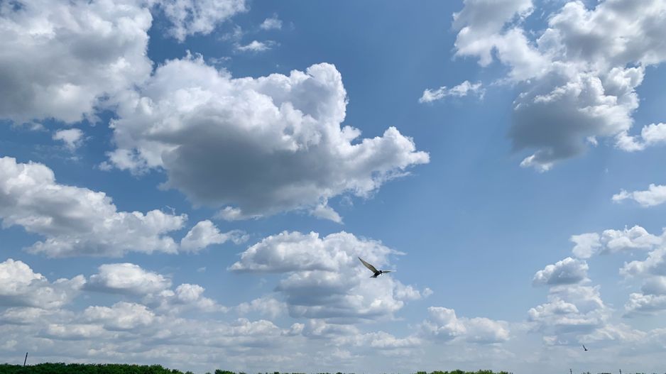 Teren Crevedia 62000 mp - Poză 3