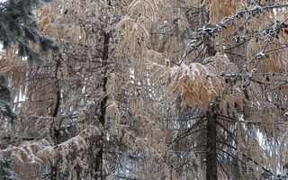 Teren de vanzare Adâncata - Poză 8