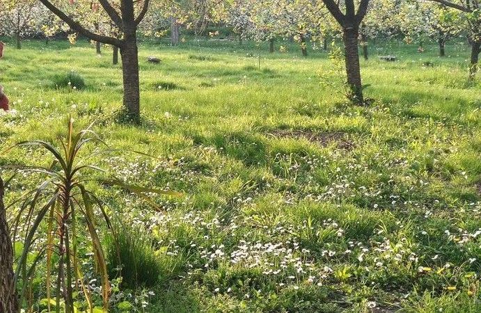 Casa de vanzare |Nuci, Balta Neagra, la 25 de minute de București - Poză 2