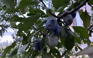 Vila de vanzare in Tunari I Gata de mutat I 4 camere I 5 parcari - Poză 56