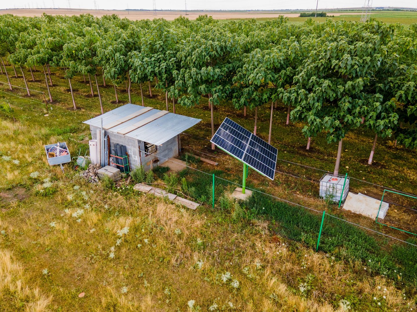 Teren cu plantație de arbori Paulownia, 1.25 ha - Poză 6