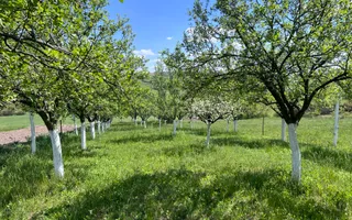 Casă de vacanță + livadă | teren 3000 mp | Chijic | Bihor - Poză 17