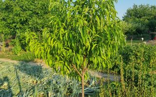 Teren 709mp utilitati asfalt Livezi, Podari, la 7,5 km de Craiova - Poză 4