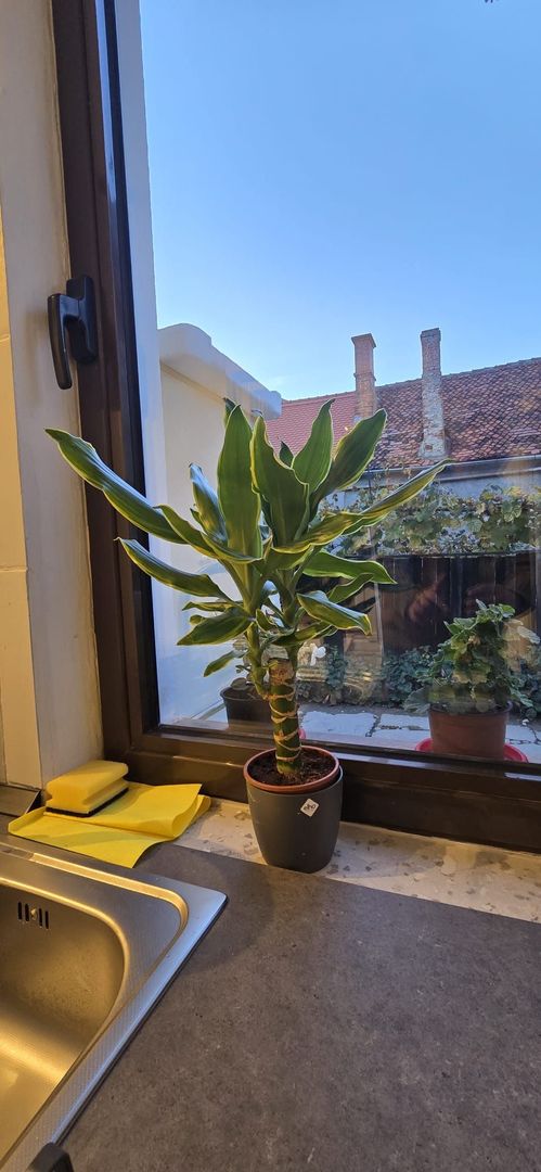 Garsoniera zona Centrală - Poză 3