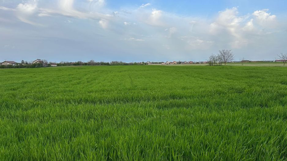 Teren intravilan cu destinatie rezidentiala 7.458 mp Balotesti - Poză 6