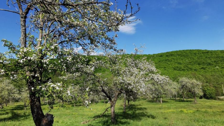 Teren 680mp Budeasa Mica, AG - Poză 9