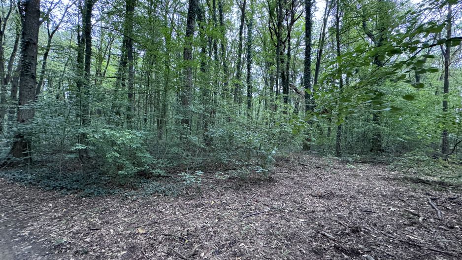 46644 mp teren in Padurea Baneasa proiect exclusivist - Poză 8