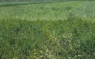 Teren de vânzare | Șura Mare - Poză 3