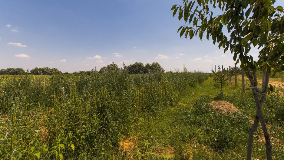 TEREN EXTRAVILAN  CU SOLAR IN GAI - Poză 20