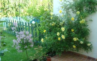 Casa de inchiriat | complex rezidential – Erou Iancu - Poză 9