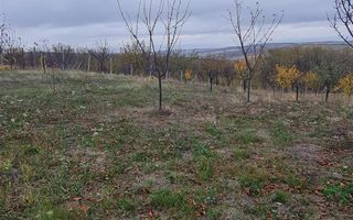 Teren Cetariu 9900 mp - Poză 5