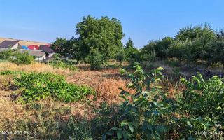 Teren de vânzare în Dealul Viilor, Hârlău – 2.100 mp, gard și pomi fructiferi - Poză 4