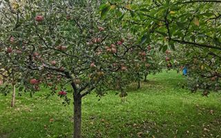 Casă/Vila + Teren 13 Ari de Vânzare |Lisaura/Suceava I 260.000Euro - Poză 20