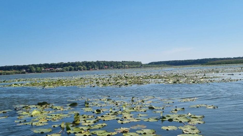 Teren Intravilan Snagov - Poză 3