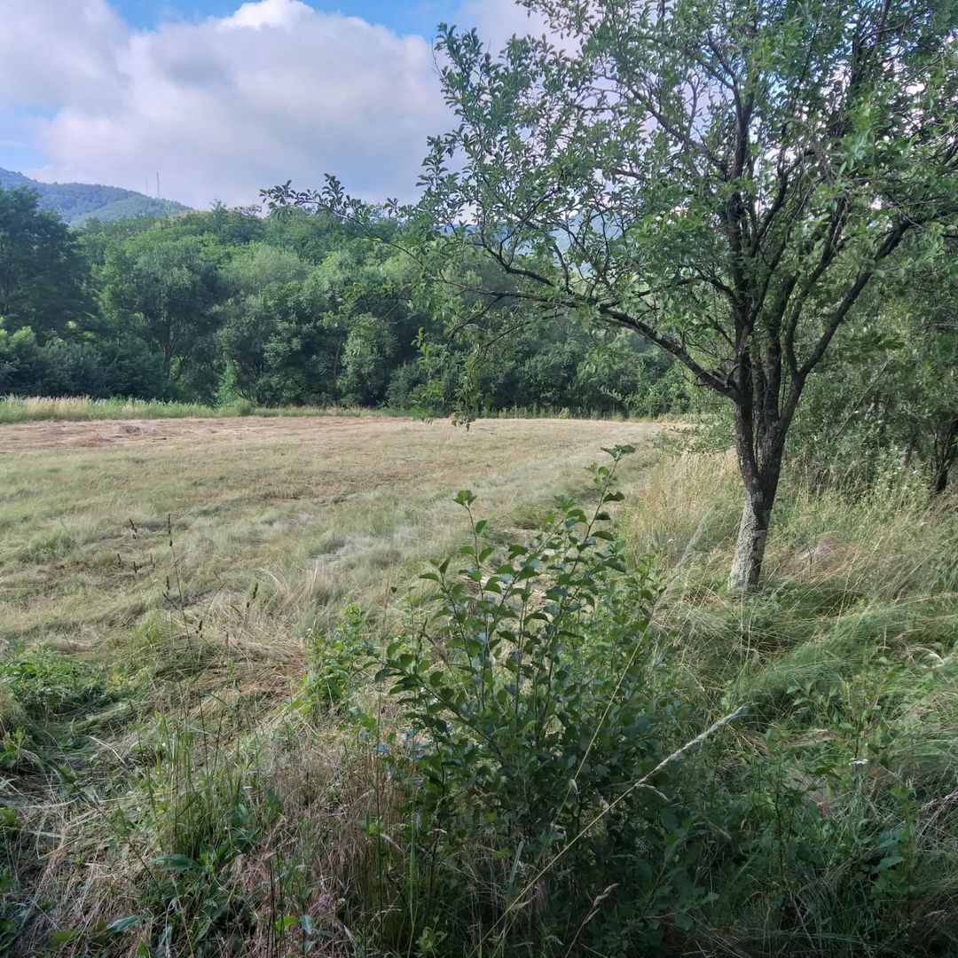 Teren Sasca Română-1079 mp - Poză 2