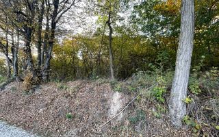 Teren Extravilan, Ciurila, Padurea Faget - Poză 8