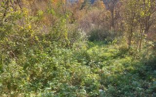 Super ofertă 35000 teren in Muntii Apuseni - Poză 3