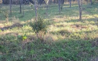 SUPER OFERTĂ: 5000 mp,gaze,canalizare, curent jud Iasi Loc. Ceplenita - Poză 2