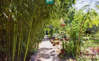 Casă cu livadă de pomi în Dorobanți - Poză 19